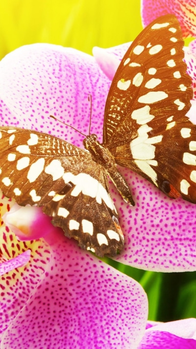 Animal Butterfly, 1080x1920