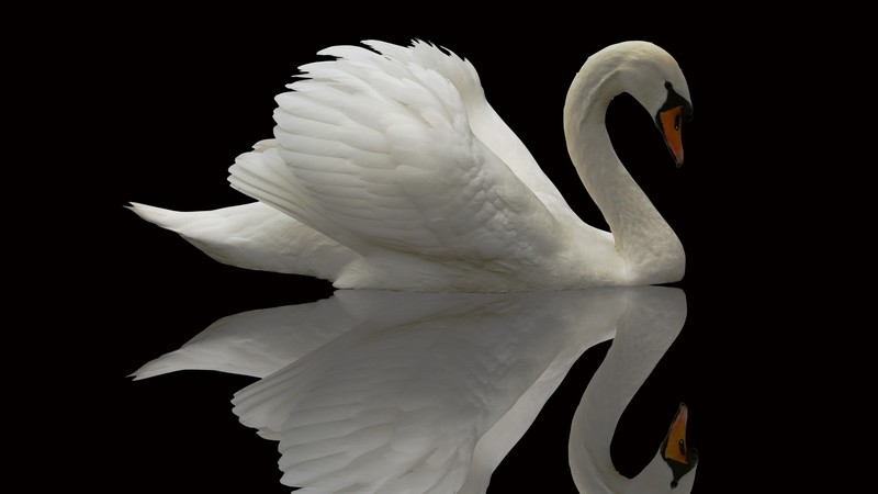 Swan, reflection, cute animals