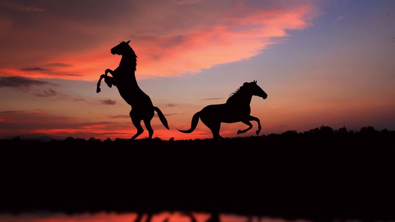Horse, night, sunset, cute animals