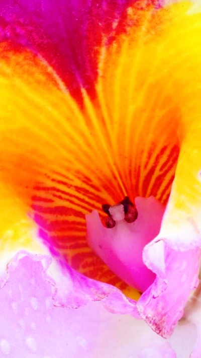 Earth Flower, Pastel, Lilac, Colorful, Blossom, Nature, 1080x1920