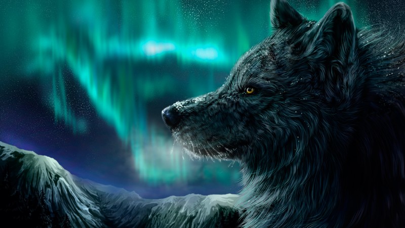 Wolf, aurora polaris, look