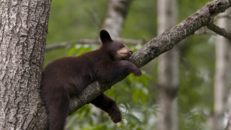 Brown bear, bear, tree, cute animals, funny