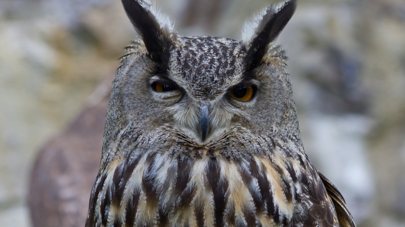 Owl, cute animals, funny