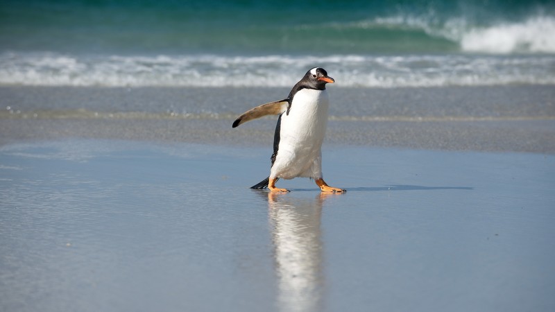 Pinguin, shore, sea, ocean, cute animals