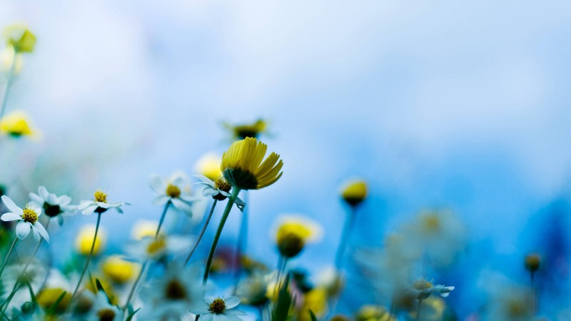 Wildflowers, 4k, blue