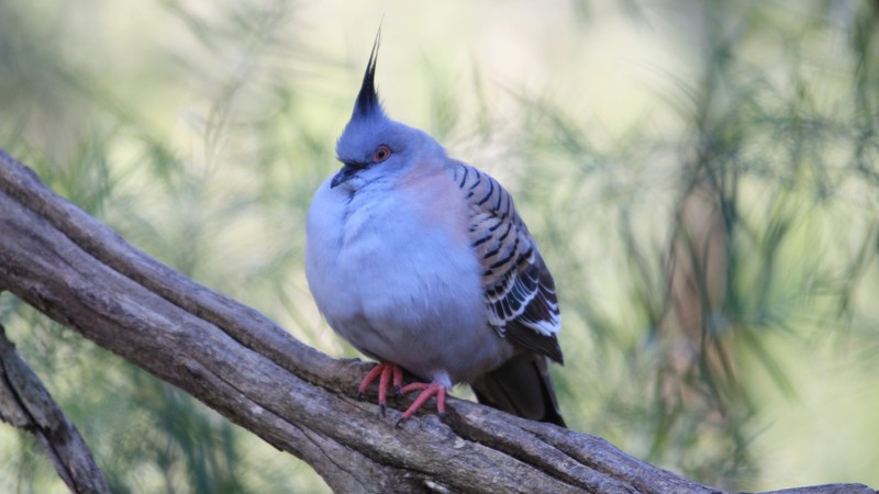 Wild pigeon, cute animals