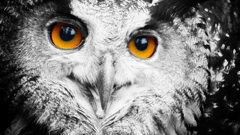 Owl, cute animals