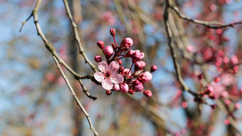 flower, bloom, spring, pink, 4k
