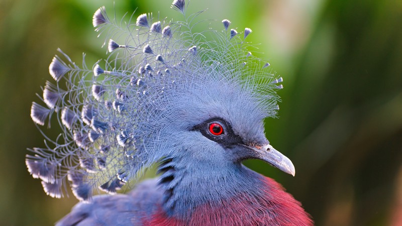 Wild pigeon, cute animals