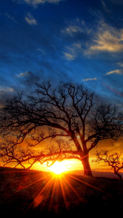 Earth Sunset, Sunbeam, Tree, Nature, 1080x1920