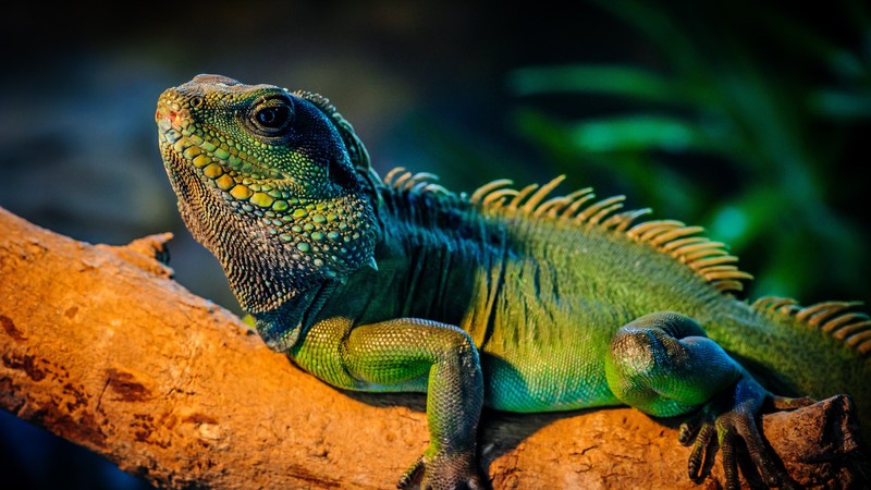 iguana, lizard, cute animals