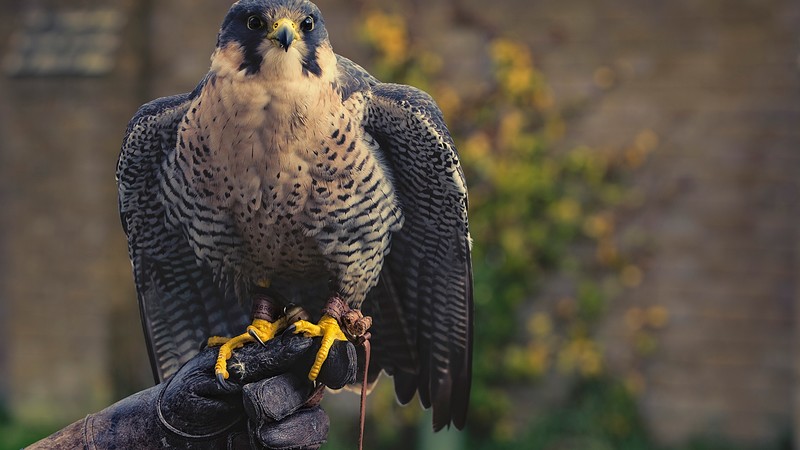 falcon, hunter, predator, cute animals