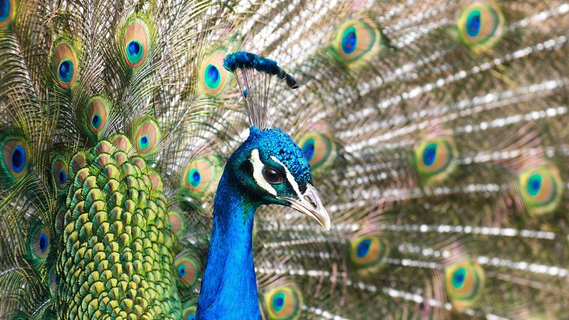 Peacock, feathers