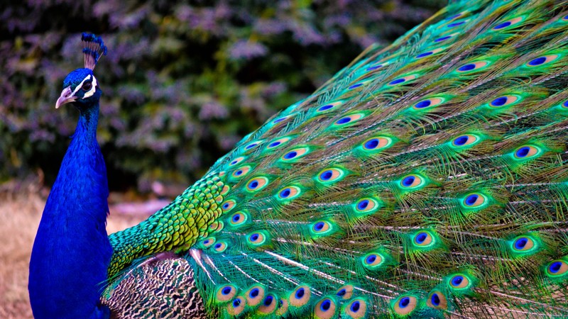 Peacock, feathers