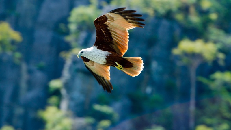 Eagle, flight, trees