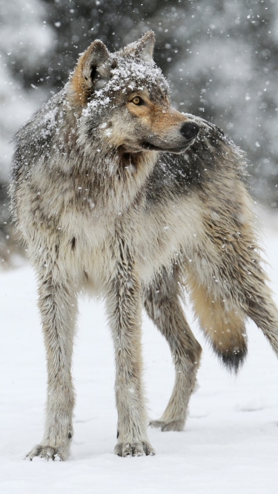 Animal Wolf, Winter, Snowfall, 1080x1920