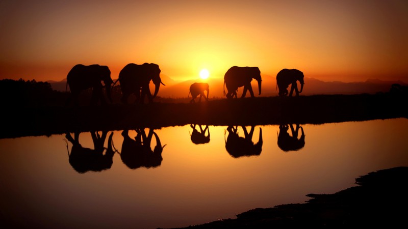 Elephant, sunset, water