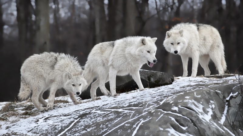 Wolf, forest, snow, cute animals