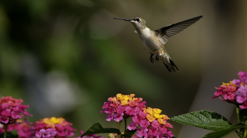 colibri, flowers, flight, blur