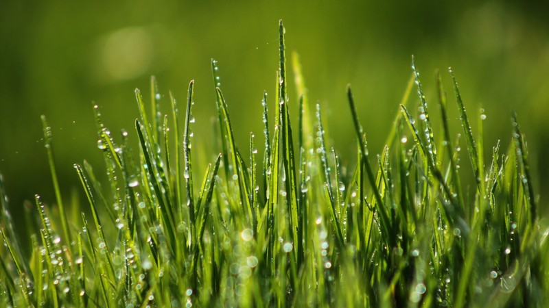 Green grass, 4k, 4K, field, dew
