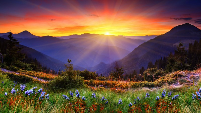 New Zealand, 4k, mountain, sunset, flowers, field