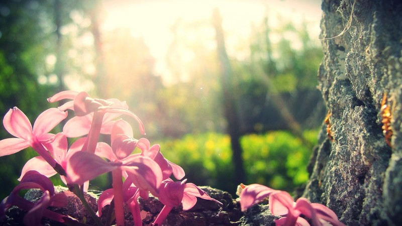 Forest, 4k, lilac, tree, flowers
