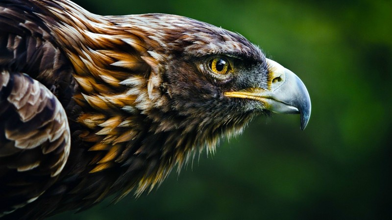 Eagle, look, blur