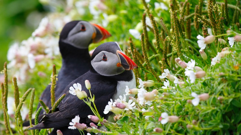 Puffin, couple, wildflowers