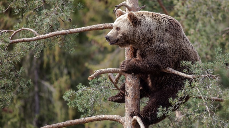 Brown bear, bear, cute animals, tree