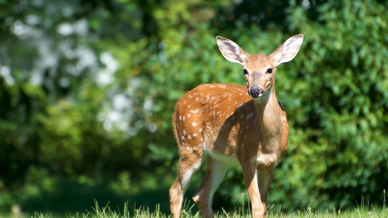 Deer, cute animals, funny, nature