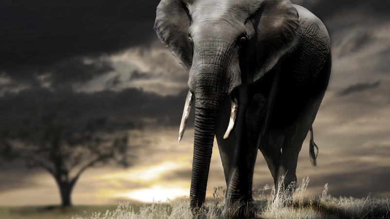 Elephant, sunset, savanna, clouds