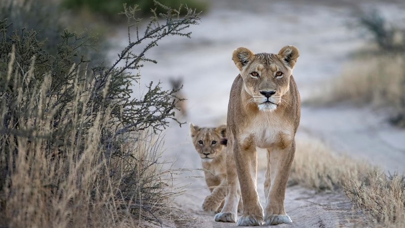 Lion, couple, nature