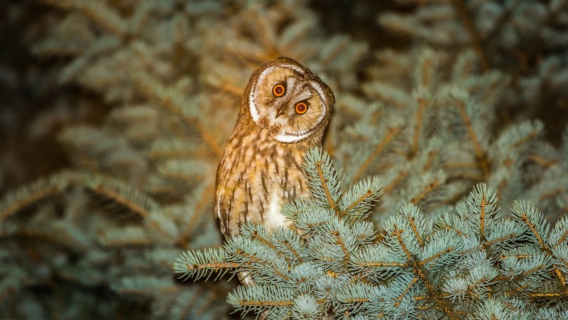 Owl, cute animals, funny