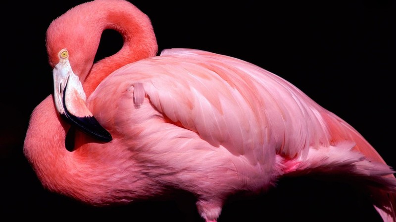 Flamingo, cute animals, pink