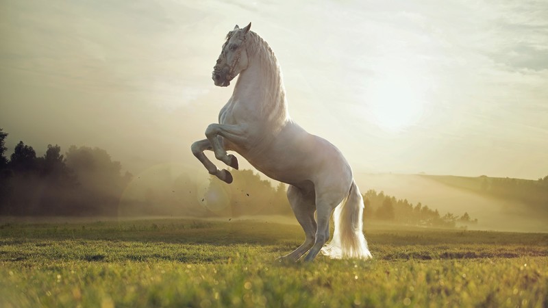 Horse, cute animals, sunset