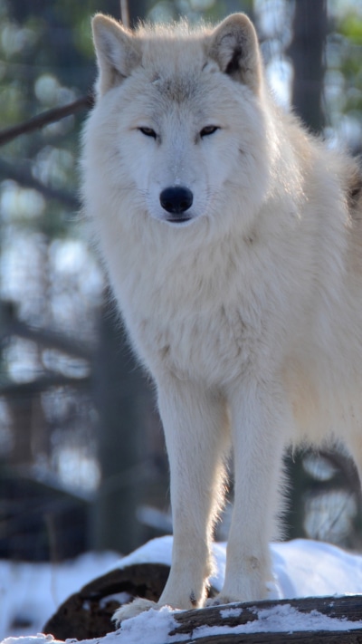 Animal Wolf, 1080x1920