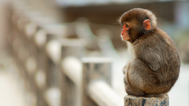 Macaque, monkey, cute animals, funny