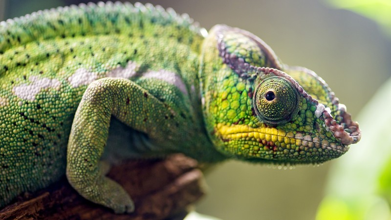 Chameleon, look, blur