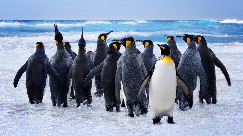 Pinguin, snow, ocean, cute animals, funny