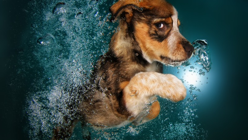 Border Collie, dog, underwater, cute animals, funny