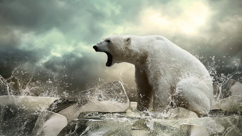 Polar bear, ice, roar, ocean