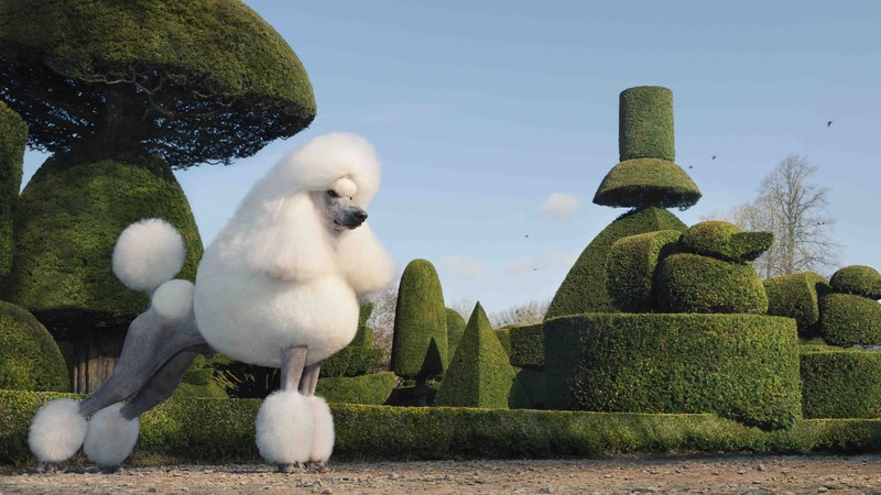 poodle, dog, grass, cute animals