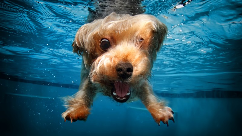 terrier, dog, underwater, cute animals, funny