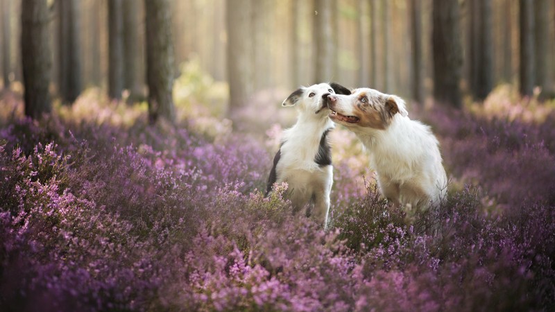 Border Collie, dog, field, cute animals, funny