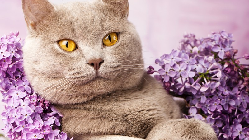 British cat, cute animals, lilac