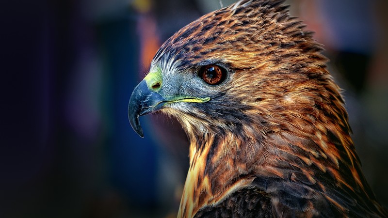 Eagle, blur, cute animals