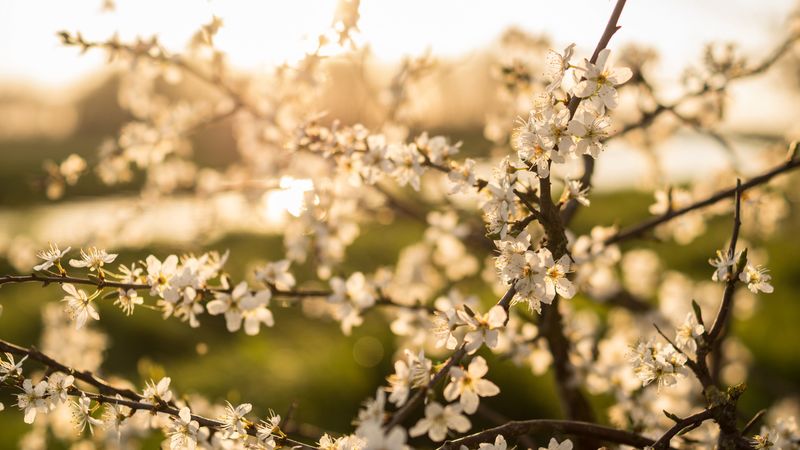 flower, bloom, spring, branch, 4k