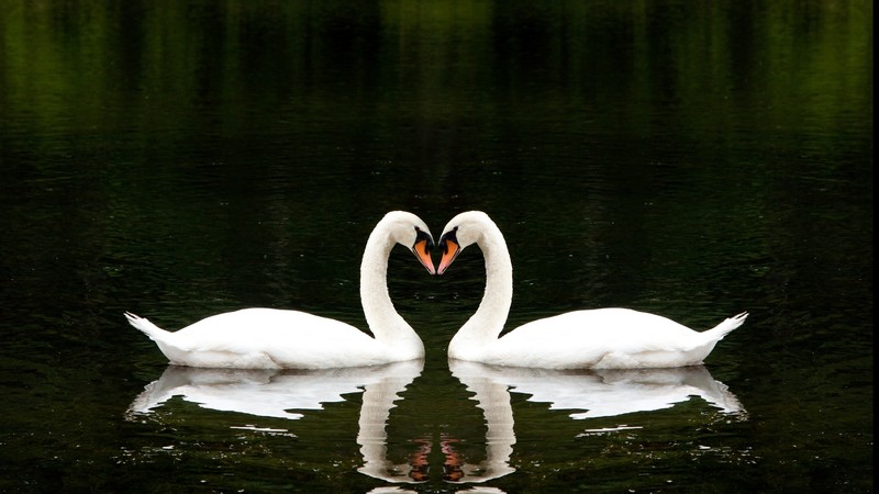 Swan, couple, lake, cute animals, love
