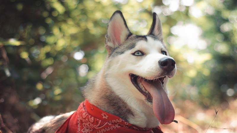 Husky, dog, cute animals, funny