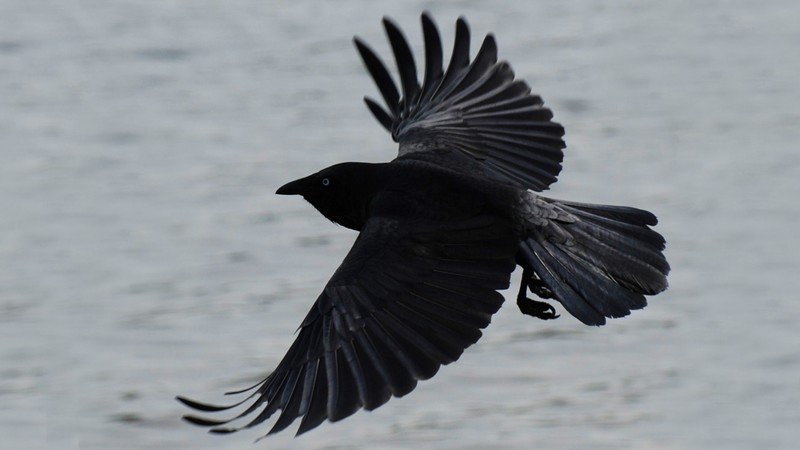 Сrow, flight, sea, river